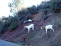 La Escarabechuela. Enguidanos. Cuenca