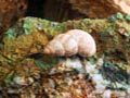 Minería del cobre en Mazarrón. Murcia