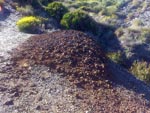 Grupo Mineralógico de Alicante. Cala Reona y cabo de palos
