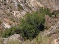 GMA: Mina Cueva de la Paloma, Tijola. Almería