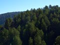 Barranco de la Escarabechuela. Enguidanos. Cuenca