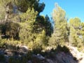 Barranco de la Escarabechuela. Enguidanos. Cuenca