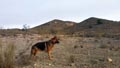 CERRO GORDO , PARAJE OLLA CALÍ. SERÓN – ALMERÍA