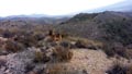 CERRO GORDO , PARAJE OLLA CALÍ. SERÓN – ALMERÍA