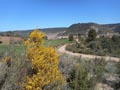 Barranco de la Escarabechuela. Enguidanos. Cuenca