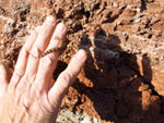 Grupo Mineralógico de Alicante. Barranco de los Ojos. Aspe. Alicante