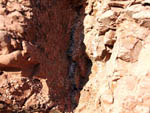 Grupo Mineralógico de Alicante. Barranco de los Ojos. Aspe. Alicante