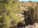 Grupo Mineralógico de Alicante. Los Yesares. Camporrobles. Valencia