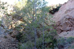 Grupo Mineralógico de Alicante. canteras de Porfido. Sierra de Oltra.Calpe. Alicante