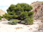 Grupo Mineralógico de Alicante. Ulea. Murcia