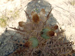 Grupo Mineralógico de Alicante. Cantera de los Morteros. Aspe. Alicante