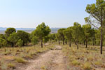 Grupo Mineralógico de Alicante.Pitón Volcánico de Cancarix. Cancarix. Albacete