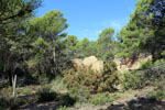 Grupo Mineralógico de Alicante.Las Minicas. Zarzadilla de Totana. Murcia.