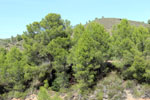 Grupo Mineralógico de Alicante.Mina San Antonio. Cehegín.  Murcia.