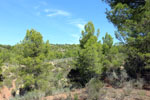 Grupo Mineralógico de Alicante.Mina San Antonio. Cehegín.  Murcia.