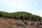 Grupo Mineralógico de Alicante.Mina San Antonio. Cehegín.  Murcia.