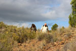 Grupo Mineralógico de Alicante.Los Yesares. Camporrobles. Valencia