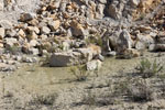 Grupo Mineralógico de Alicante.Cantera de áridos El Cabra. San Vicente del Raspeig. Alicante