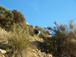 Grupo Mineralógico de Alicante. Barranco del Mulo. Ulea. Murcia  