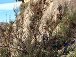 Grupo Mineralógico de Alicante. Barranco del Mulo. Ulea. Murcia  