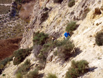 Grupo Mineralógico de Alicante.Barranco del Mulo. Ulea. Murcia  