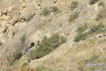 Grupo Mineralógico de Alicante. Barranco del Mulo. Ulea. Murcia  