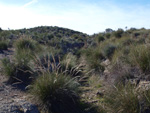 Grupo Mineralógico de Alicante. Minas Nuestra Señora del Carmen. La Celia. Jumilla. Murcia   