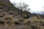 Grupo Mineralógico de Alicante. Cabezo Negro de Zeneta. Zeneta. Murcia  