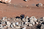 Grupo Mineralógico de Alicante. Ojos. Murcia  