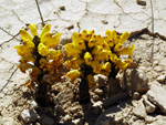 Grupo Mineralógico de Alicante. Explotación de Arcilla en Agost. Alicante   