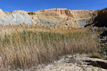 Grupo Mineralógico de Alicante. Ópalo Menilito. Embalse de Camarillas. Hellín. Albacete    