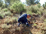 Grupo Mineralógico de Alicante. La Jabalina y Rambla Burete. Cehegín. Murcia   