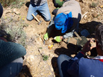 Grupo Mineralógico de Alicante.La Jabalina y Rambla Burete. Cehegín. Murcia   