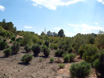 Grupo Mineralógico de Alicante.  Ojos. Murcia  