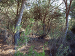 Grupo Mineralógico de Alicante. La Jabalina y Rambla Burete. Cehegín. Murcia   