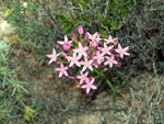 Grupo Mineralógico de Alicante.  Ópalo con Dendritas. Ojos. Murcia  