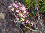 Grupo Mineralógico de Alicante.  Ópalo con Dendritas. Ojos. Murcia  