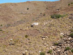 Grupo Mineralógico de Alicante.  Ópalo con Dendritas. Ojos. Murcia  