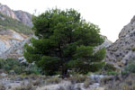 Grupo Mineralógico de Alicante. Ojós. Valle de Ricote. Murcia  