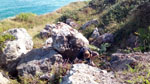 Grupo Mineralógico de Alicante. Ojós. Berbes. Asturias  