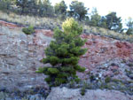 Grupo Mineralógico de Alicante. Explotación de Yeso. Cabezo de la Panadesa. Castalla. Alicante  