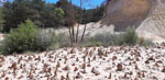 Grupo Mineralógico de Alicante. los Ocres de Roussillon. Rustrel, Región de Provenza. Francia   