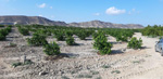 Grupo Mineralógico de Alicante. Cabezo Negro. Zeneta. Murcia  