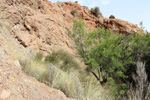 Grupo Mineralógico de Alicante. Paraje Piedra Negra. Jijona Alicante.  