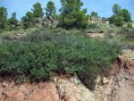 Grupo Mineralógico de Alicante. Mina San Antonio.  Cehegin. Murcia  