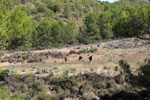 Grupo Mineralógico de Alicante. Mina San Antonio.  Cehegin. Murcia 