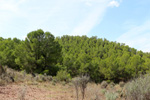 Grupo Mineralógico de Alicante.  Ópalo con Dendritas.Mina San Antonio.  Cehegin. Murcia 