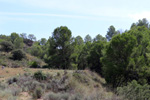 Grupo Mineralógico de Alicante. Mina San Antonio.  Cehegin. Murcia  