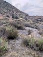 Grupo Mineralógico de Alicante. Mina Edisón. Cehegín. Murcia  