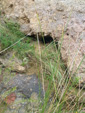 Grupo Mineralógico de Alicante. Barranco del Piscalejo. Caravaca de la Cruz. Murcia  